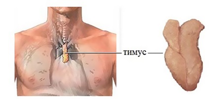 Tromboza timusului - mărturie a studiului, reguli de pregătire, interpretare a rezultatelor