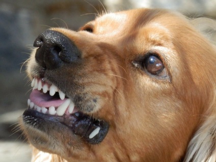În Astrahan, un câine a fost mușcat de un băiat de șase ani, un pepene galben