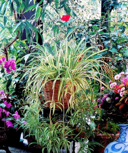 Selectarea plantelor de interior