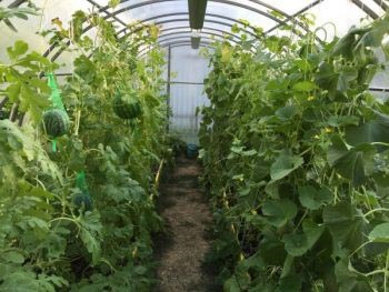 Növekvő görögdinnye Kanadában felülvizsgálat évfolyamon a nyílt terepen, az üvegházban