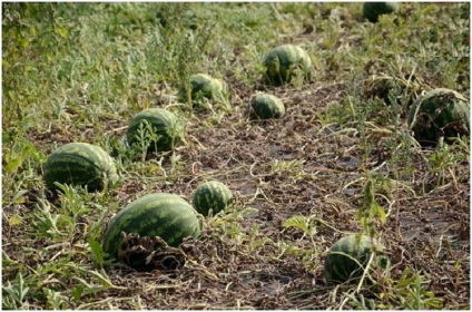 Cultivarea pepeni verzi în Belarus o prezentare generală a soiurilor, în sol deschis, într-o seră
