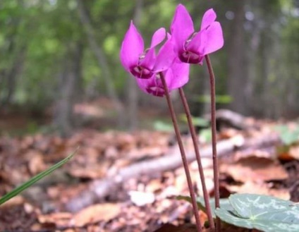 Cultivarea ciclamenelor europene (55 fotografii) din semințe, dintr-un tuber, condiții de plantare, udare,