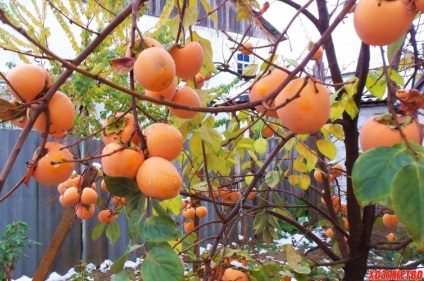 Cultivarea persimmons