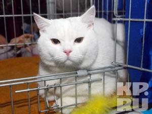 Cat Show, Perm