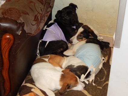 În regiunea Lipetsk, câinii din adăpost sunt amenințați de societatea foamei