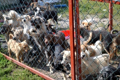 În regiunea Lipetsk, câinii din adăpost sunt amenințați de societatea foamei