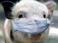 Atenție vă rog! Carantina pestei porcine africane - 8 august 2017 - site-ul oficial al administrației din România