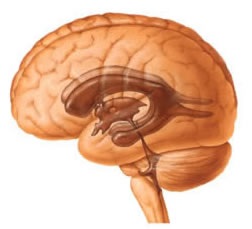 Tensiunea intracraniană la copii și adulți (EHD) Simptome și tratament