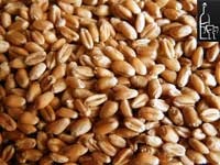 Vodca cu grâu acasă - cum să faci vodca de grâu acasă