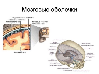 Inflamația măduvei spinării din creier și măduva spinării