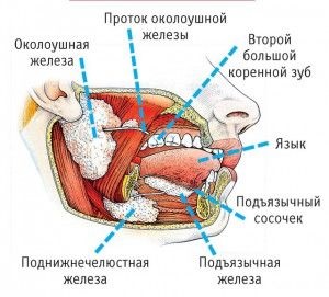 Inflamația sub limbă și umflarea glandei salivare