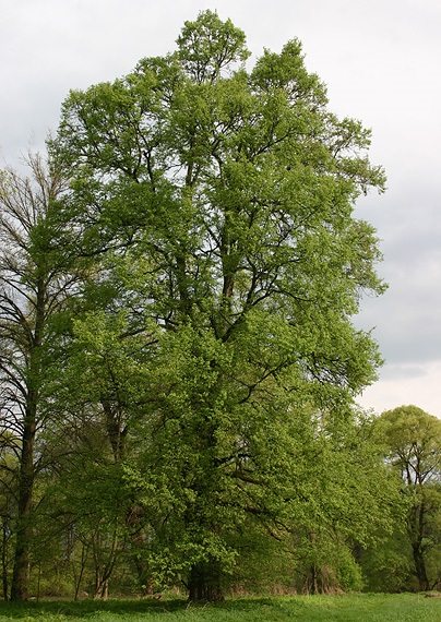 Elm gât, carte de sănătate