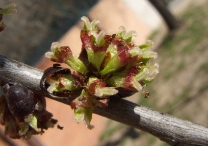 Elm (elm, karagach), proprietăți utile și aplicații de scoarță și frunze