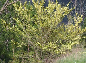 Elm (elm, karagach), proprietăți utile și aplicații de scoarță și frunze