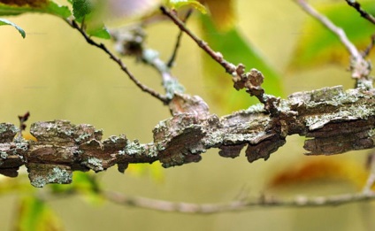 Elm (elm, karagach), proprietăți utile și aplicații de scoarță și frunze