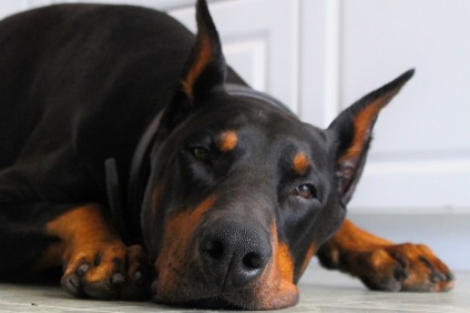 Binderul lui Doberman