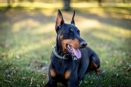 Binderul lui Doberman