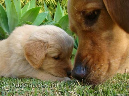 A természete és leírása az arany retriever (golden retriever)