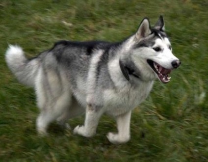 Husky câine de vânătoare sau nu