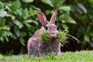 Plante otrăvitoare pentru fotografii și nume pentru iepuri