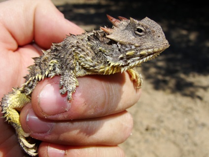 Lizard, кръв стрелба от очите му