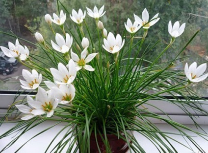 Zefiranthes - floarea vântului vestic - (învins)