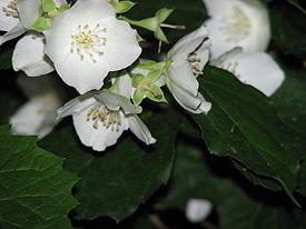Jasmine (chubushnik) - plante pentru garduri vii
