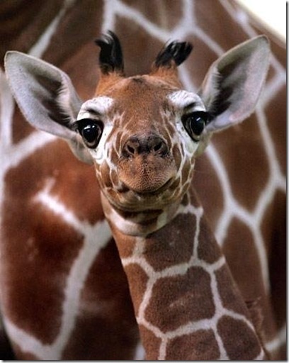 Girafe - cele mai înalte mamifere de pe pământ