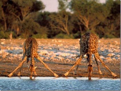 Zsiráfok - a legnagyobb emlősök a Földön
