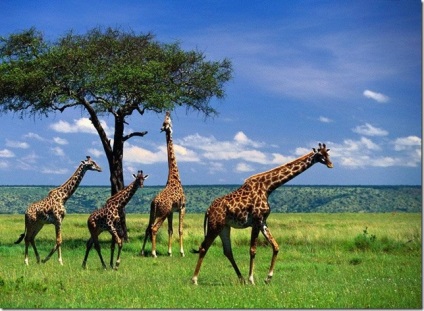 Girafe - cele mai înalte mamifere de pe pământ
