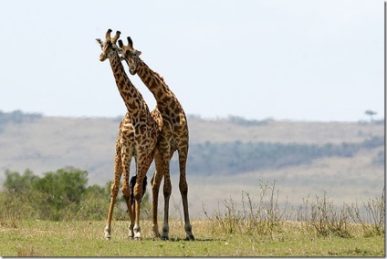 Girafe - cele mai înalte mamifere de pe pământ