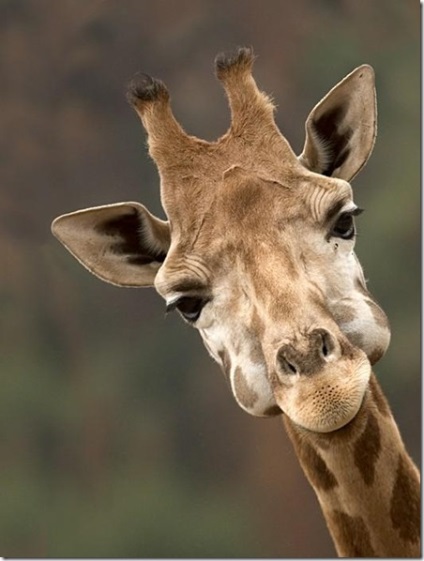 Zsiráfok - a legnagyobb emlősök a Földön