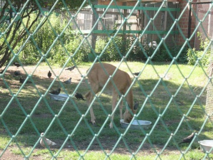 Grădina zoologică, programul de lucru Chelyabinsk, prețul biletelor, adresa și fotografia