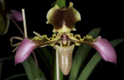 10 Cele mai frecvente tipuri de orhidee de casă sunt pantofii Venus
