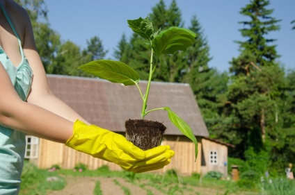 14 Motive pentru o recoltă proastă de vinete