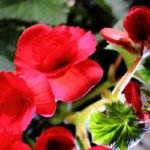 19 Specii, soiuri și soiuri de begonia descriere, titlu și fotografie