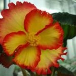 19 Specii, soiuri și soiuri de begonia descriere, titlu și fotografie