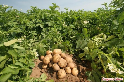 9 tipp burgonya termesztésére