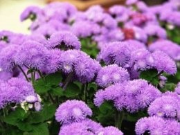 Ageratum - egyre nagyobb magvak, dugványok, napos nyári tartózkodási