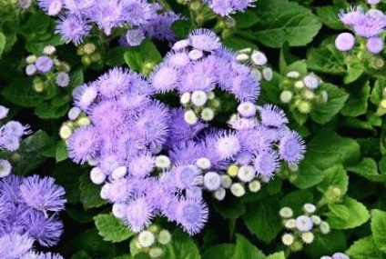 Ageratum - crescând din semințe, butași, grădinar de zi