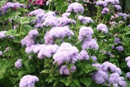 Ageratum - egyre nagyobb magvak, dugványok, napos nyári tartózkodási