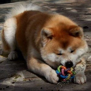 Akita Inu câine de formare la domiciliu