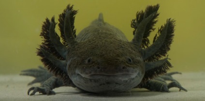 Axolotl - descriere, conținut, nutriție, reproducere, cumpărare