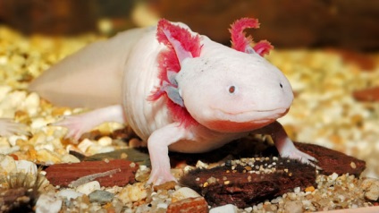 Axolotl - descriere, conținut, nutriție, reproducere, cumpărare