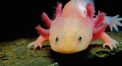 Axolotl - descriere, conținut, nutriție, reproducere, cumpărare