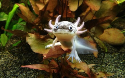 Axolotl - descriere, conținut, nutriție, reproducere, cumpărare