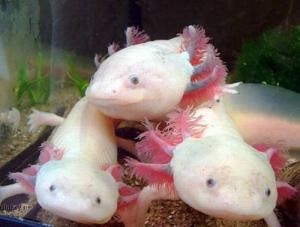Axolotl, îngrijire și întreținere