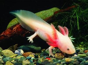 Axolotl, îngrijire și întreținere