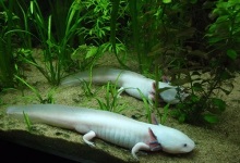 Axolotl, îngrijire și întreținere