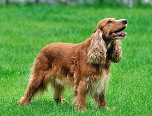 American și engleză cocker spaniel descrierea raselor, îngrijire, recenzii